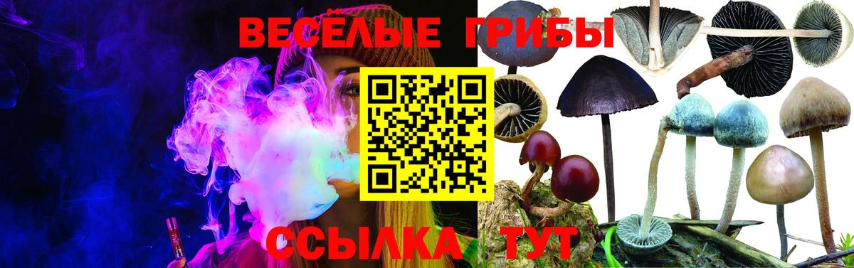 Галлюциногенные грибы Cubensis Элиста